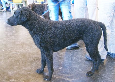 Curly-coated Retriever - Wikipedia