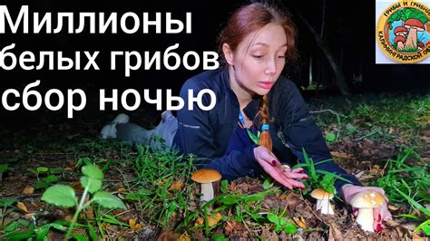 БЕЛЫЕ ГРИБЫ НОЧЬЮ СВЕТЯТСЯ. МИЛЛИОНЫ ГРИБОВ! Грибники в шоке - YouTube