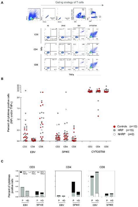 K562 cells were treated with DHA β 7c and vorinostat 0 4 µM for