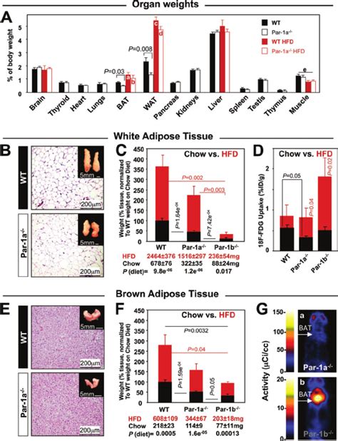 Reduced adiposity and decreased glucose uptake in Par1a Ϫ Ϫ mice A