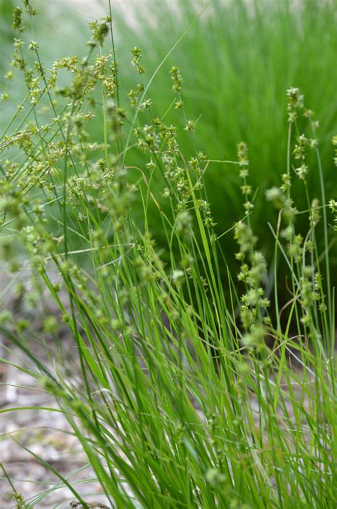 Carex Rosea Curly Styled Wood Sedge Prairie Moon Nursery