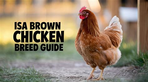 isa brown chicken breed guide   facts