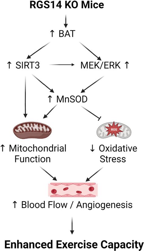 Mechanisms mediating enhanced exercise capacity in RGS14 KO and its ... 