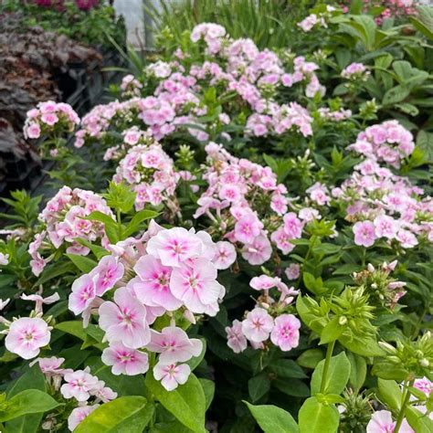 Phlox Paniculata Younique Bicolor Plantes Vivaces Le Chatel Des Vivaces