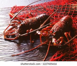 Iseebi Japanese Spiny Lobster Stock Photo 1227435616 Shutterstock