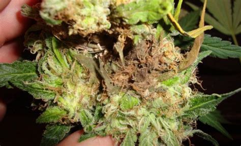 Botrytis Cannabis How To Stop And Prevent Bud Rot Dagga Seeds