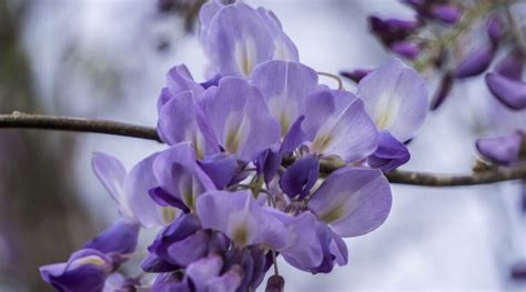 How to Plant, Grow, and Care for American Wisteria