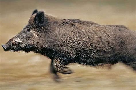 Charente Un Sanglier Gigantesque De 167 Kg Prélevé En Battue