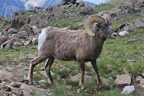 bighorn sheep – Hunt Science