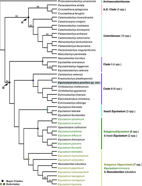 Tree Resulting From Cluster Analysis Based On Neighbour Joining Method