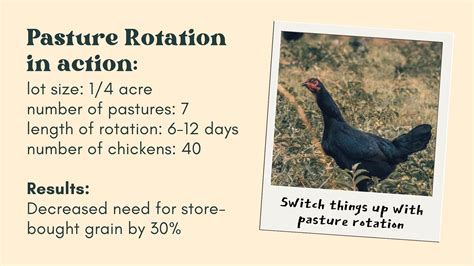 Raising Chickens The Sustainable Way