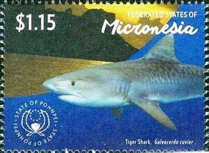 Stamp Tiger Shark Galeocerdo Cuvier Micronesia Federated States Of