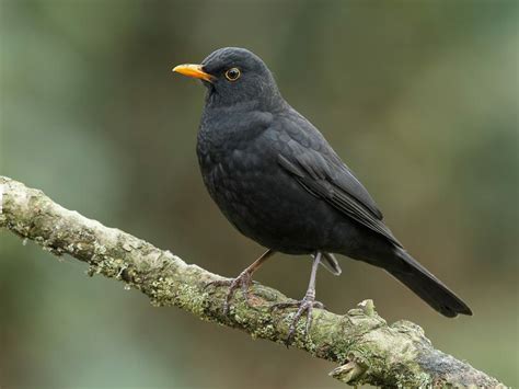 Blackbird Nesting: A Complete Guide | Bird Fact