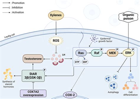 Advancements In The Erk1 2 Signaling Pathway Affecting Male Reproduction