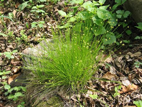 Осока лесная (49 фото) » НА ДАЧЕ ФОТО