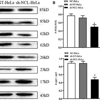 Protein Levels Of Pi K Akt Bcl Bax And Cleavedcaspase Were