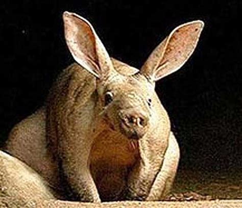 Elusive African Aardvark | Wildmoz | Magazine