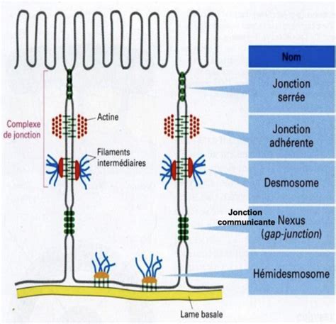 Jonctions Intercellulaires Cartes Quizlet