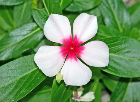 White And Red Flower Free Stock Photo - Public Domain Pictures