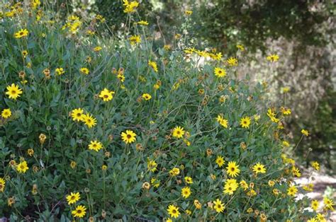 Encelia californica, Coast Sunflower.