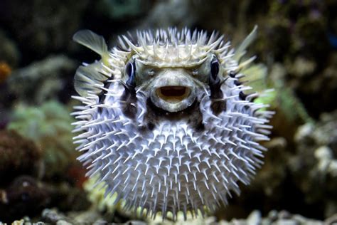 Man Fights For Life After Eating Pufferfish He Caught In Hong Kong