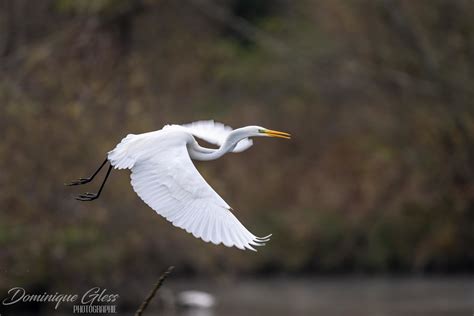 Grande Aigrette Great Egret Ardea Alba Un Grand Merci Flickr