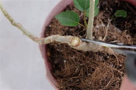 Hibiscus Cutting To Literati Bonsai: Progress Report - Pinoy Bonsai