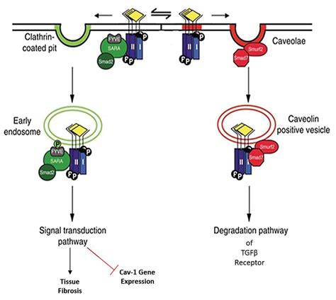 Schematic Representation Of Tgfβ Ligand Diamond Yellow Receptor