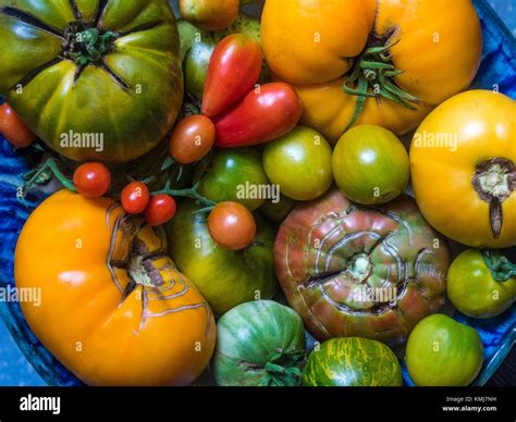 Las Variedades De Tomates Fotograf A De Stock Alamy