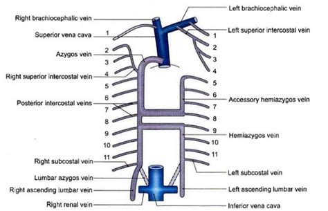 Brachiocephalic Vein: Anatomy, Tributaries, Drainage | Learn from doctor