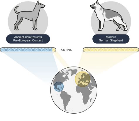 Ancestry & DNA: decipher the biology behind your dog’s family tree