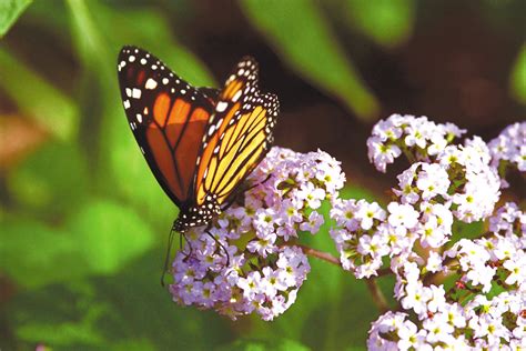 Meijer Gardens Butterflies 2024 Liza Lizabeth