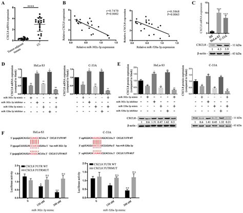 MiR302c3p And MiR520a3p Suppress The Proliferation Of Cervical