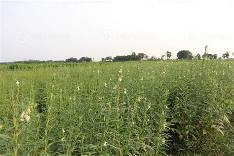 Sesame Farm Stock Photos, Images and Backgrounds for Free Download