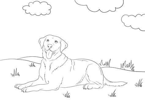 Labrador Retriever Para Colorear Para Descargar Y Colorear Gratis