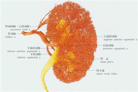 肾脏血管解剖图 千图网