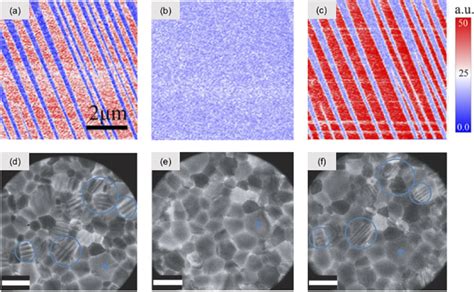 Micrographs Showing The Evolution Of Ferroelastic Twin Domain