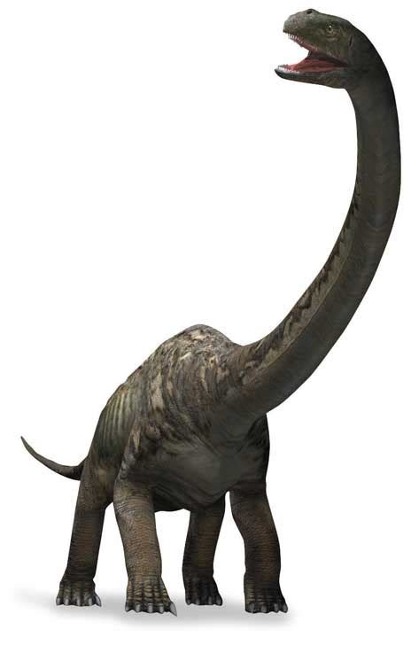 Mamenchisaurus Pictures & Facts - The Dinosaur Database