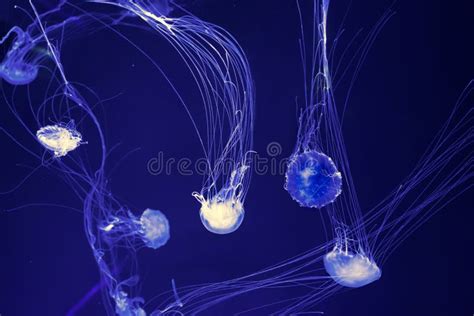 Group Of Glow Jellyfish Chrysaora Plocamia In Blue Water Diving