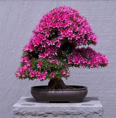 Satsuki Bonsai Exhibit: Azaleas of Old Japan — National Bonsai Foundation