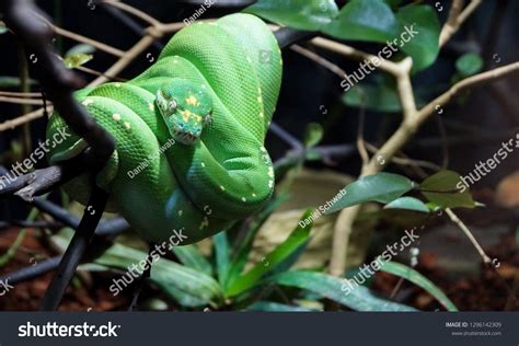 Big Green Snake Stock Photo Edit Now 1296142309