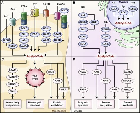 Acetyl Coenzyme A A Central Metabolite And Second Messenger Cell