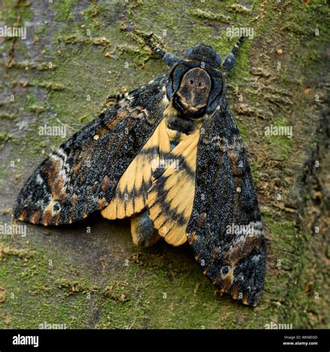 Asian Hawkmoth Hi Res Stock Photography And Images Alamy