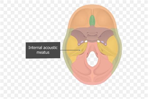 Internal Auditory Meatus Petrous Part Of The Temporal Bone Squamous ... 