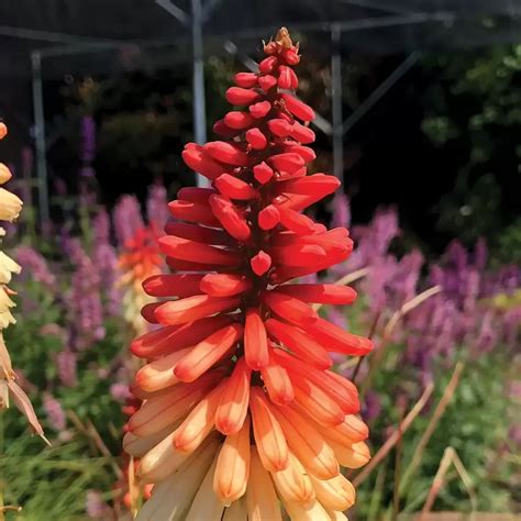 Kniphofia Orange Vanilla Popsicle 2L Cowell S Garden Centre