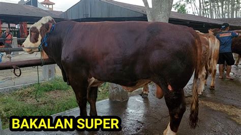 Sapi Bakalan Super Pasar Grabag Magelang Youtube