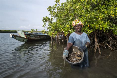 Le Monde Sactive Pour Protéger Les Mangroves