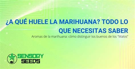 ¿a Qué Huele La Marihuana Todo Lo Que Necesitas Saber