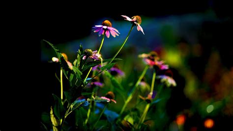 Purple Flowers Flowers Hd Wallpaper Wallpaper Flare