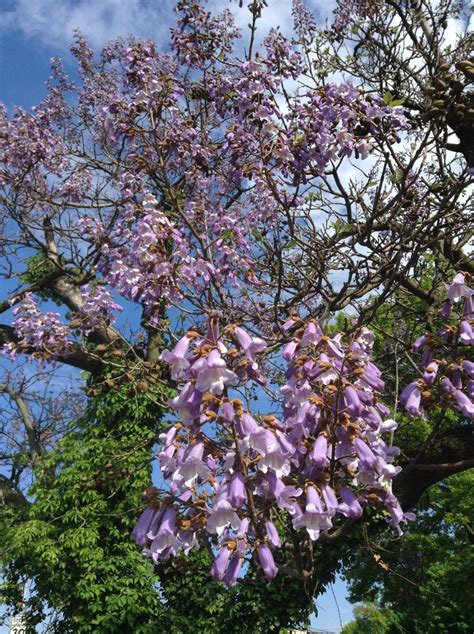 Paulownia | Flower photos, Plants, Flowers